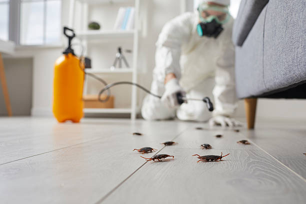 Trusted Ant Control service in Goldsboro, NC - Nex Pest Control